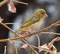 Southern Masked Weaver