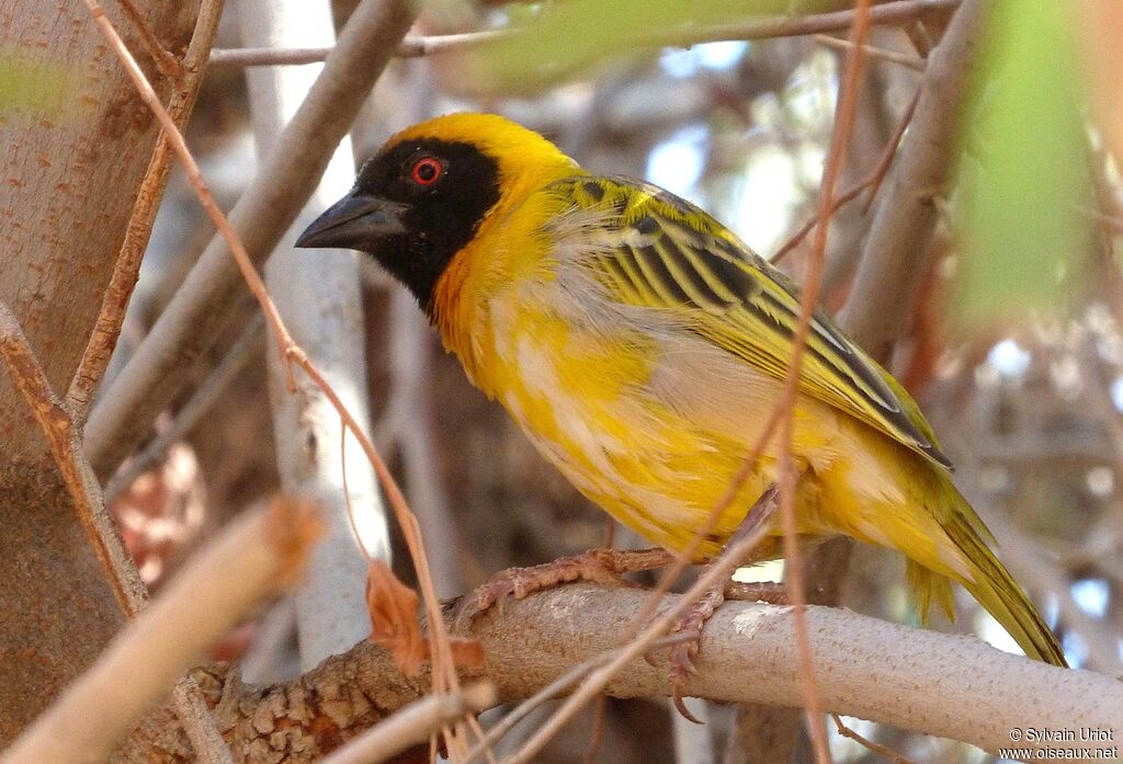 Southern Masked Weaver male adult