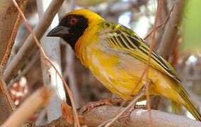 Southern Masked Weaver