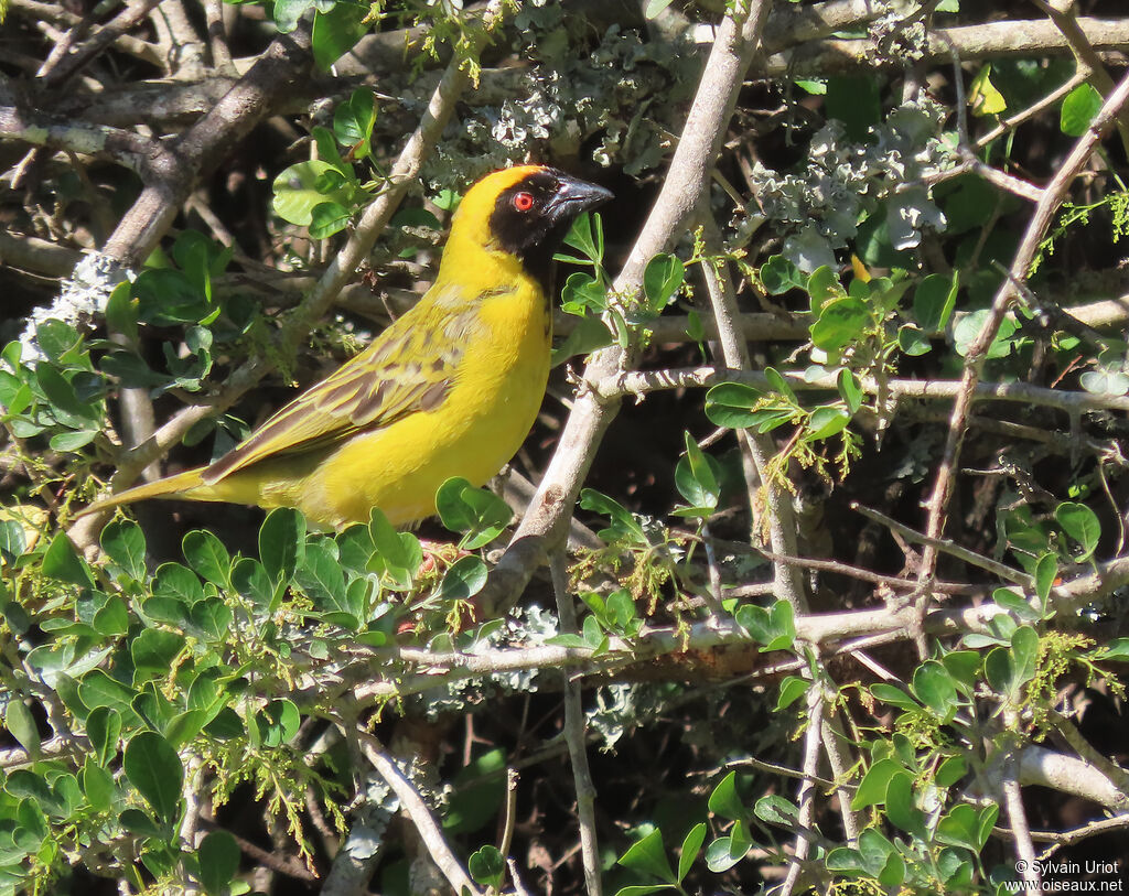 Southern Masked Weaver male adult