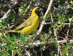 Southern Masked Weaver