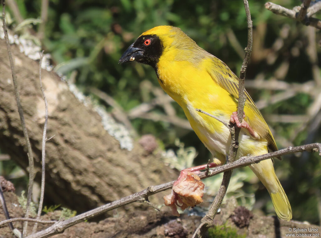 Southern Masked Weaver male adult