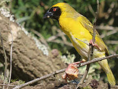 Southern Masked Weaver