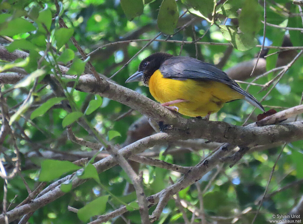 Dark-backed Weaver female adult