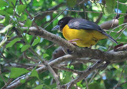 Dark-backed Weaver