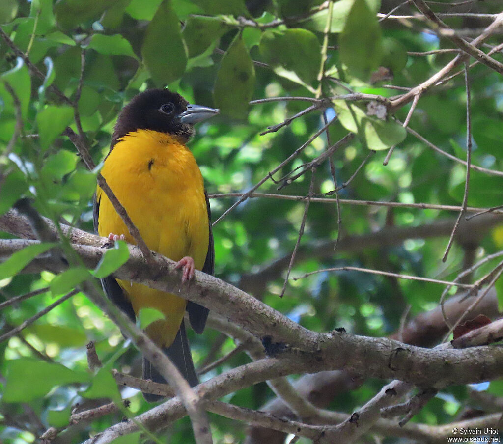 Dark-backed Weaver female adult