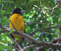 Dark-backed Weaver