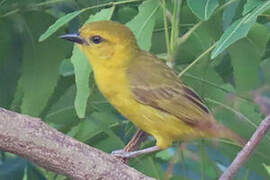 Slender-billed Weaver