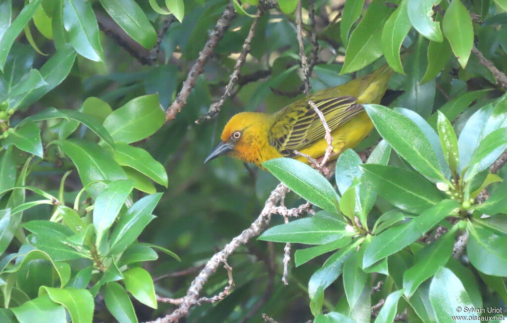 Tisserin du Cap mâle adulte