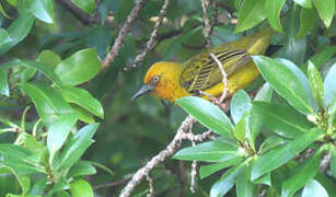 Cape Weaver