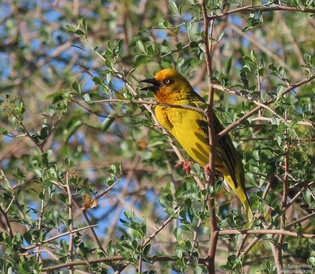 Cape Weaver male adult