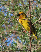 Cape Weaver