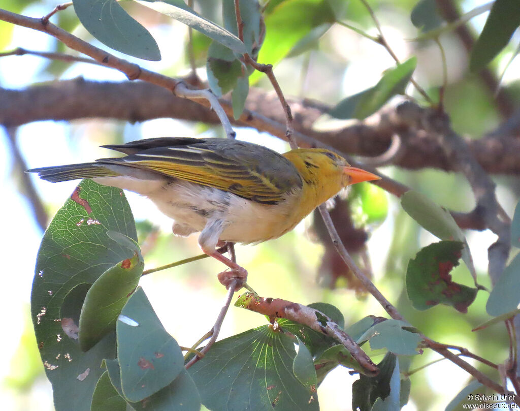 Red-headed Weaver female adult