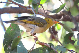 Red-headed Weaver