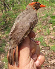 Tisserin écarlate