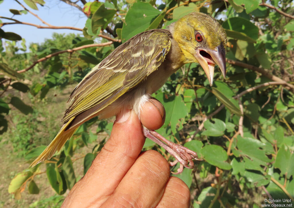 Tisserin gendarmeimmature