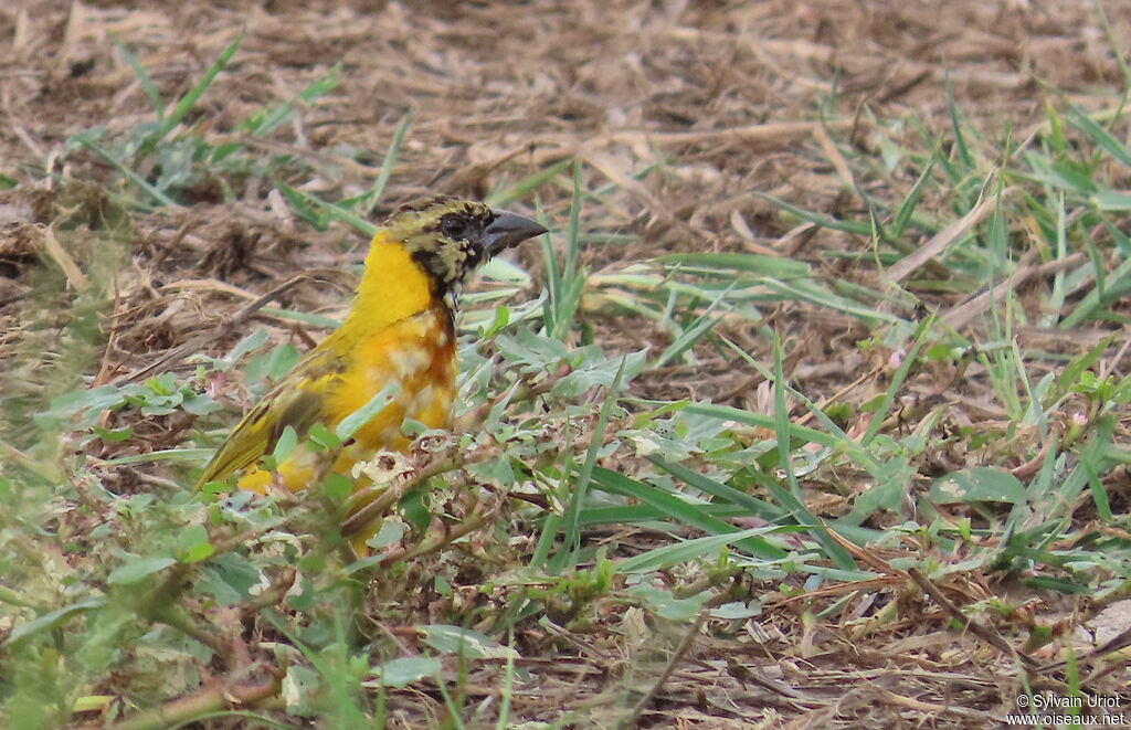 Tisserin gendarme mâle immature