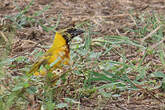 Tisserin gendarme