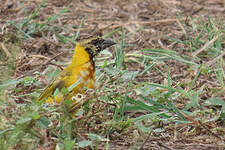 Tisserin gendarme