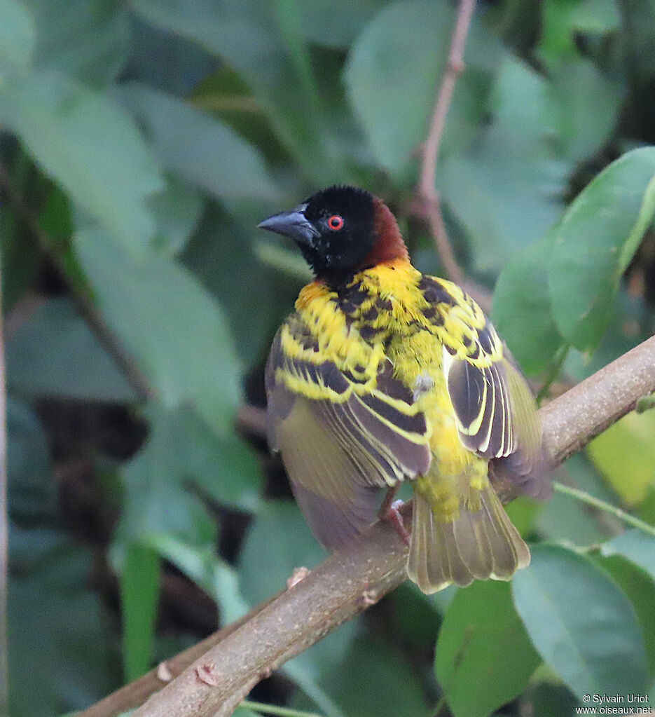 Village Weaver male adult