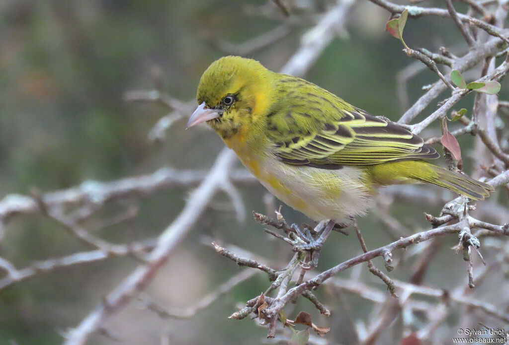 Lesser Masked Weaver male immature