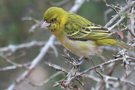 Lesser Masked Weaver