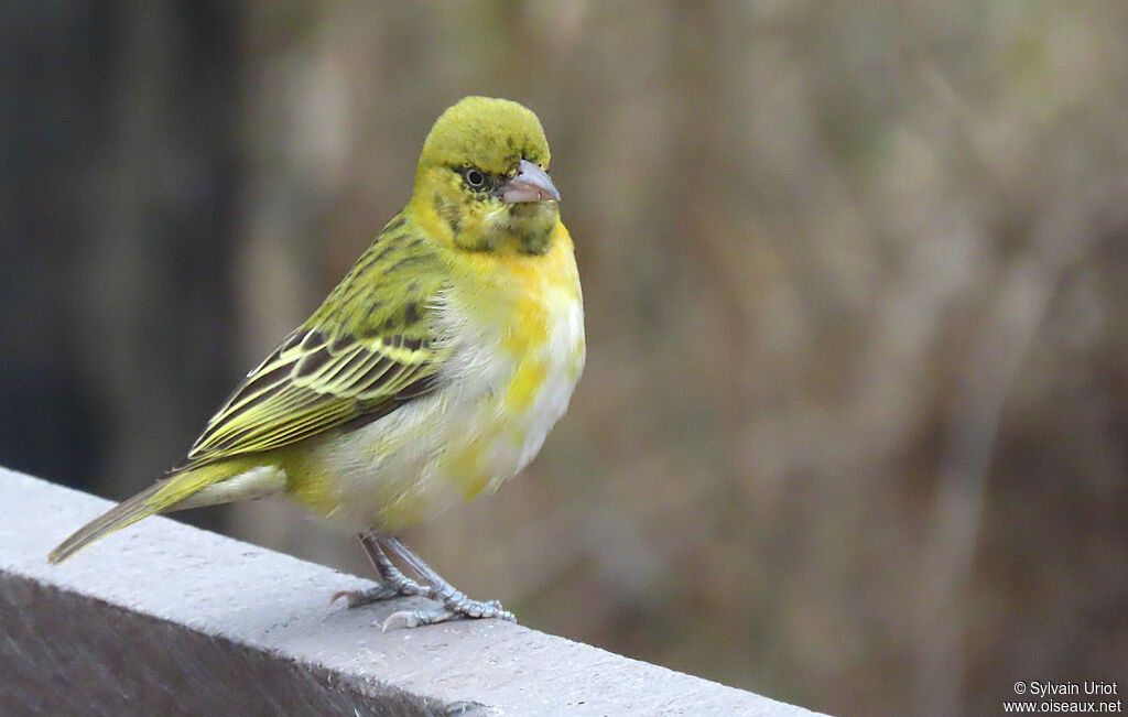 Lesser Masked Weaver male immature