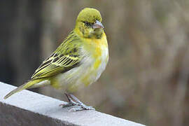 Lesser Masked Weaver