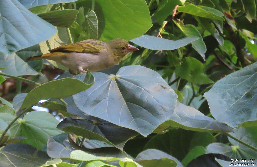 Eastern Golden Weaveradult post breeding