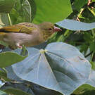 Tisserin jaune