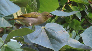 Eastern Golden Weaver