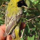 Tisserin minule