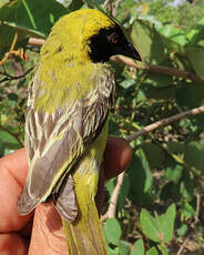 Tisserin minule