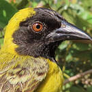 Tisserin minule
