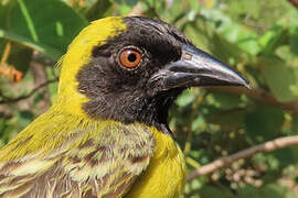 Tisserin minule