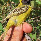 Tisserin minule