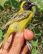 Tisserin minule
