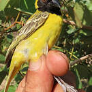 Tisserin minule