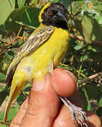 Tisserin minule