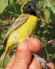 Tisserin minule