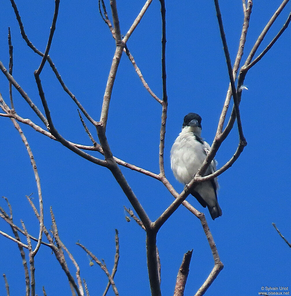 Black-crowned Tityra male adult