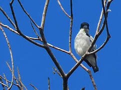 Black-crowned Tityra