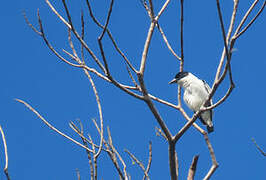 Black-crowned Tityra