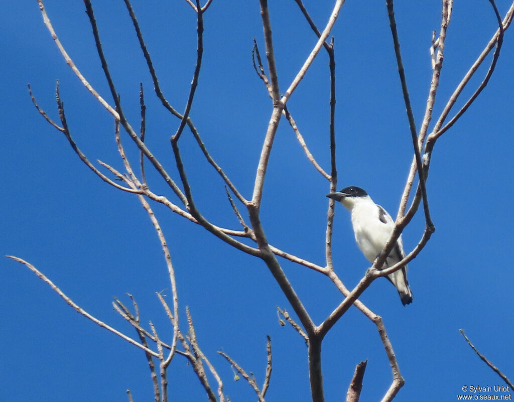 Black-crowned Tityra male adult