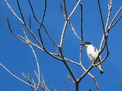 Black-crowned Tityra