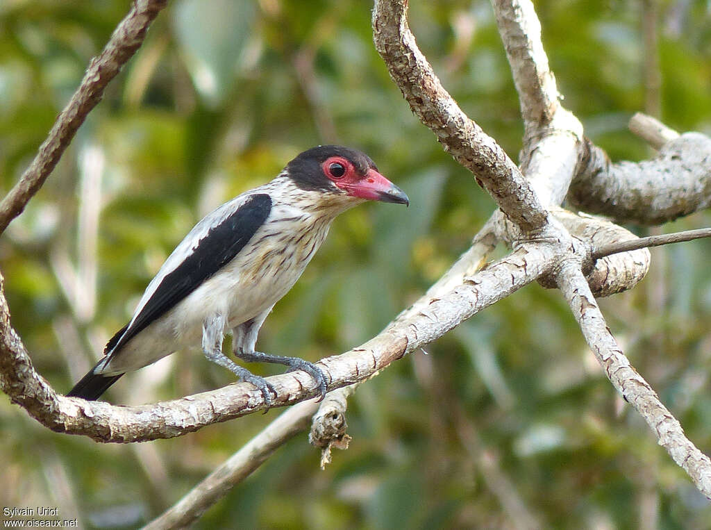 Black-tailed Tityra female adult, identification