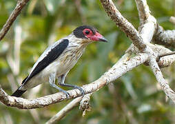 Black-tailed Tityra