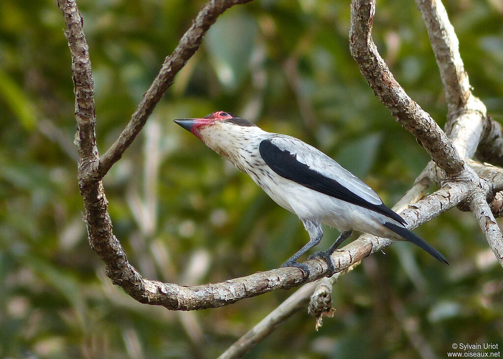 Black-tailed Tityra female adult