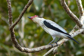 Black-tailed Tityra