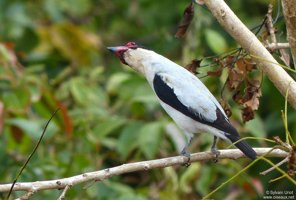 Black-tailed Tityra male adult